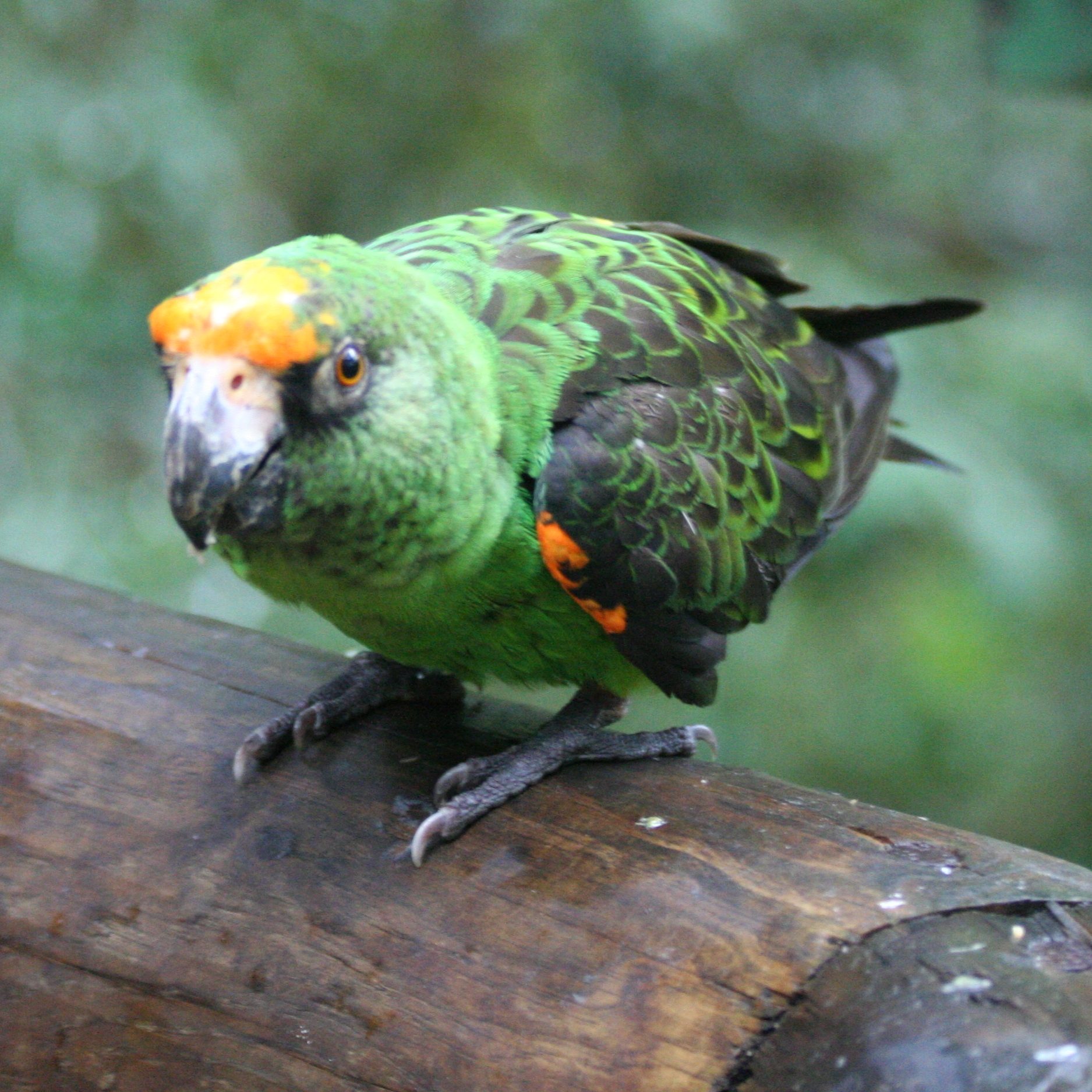 Papagáj konžský - Poicephalus gulielmi